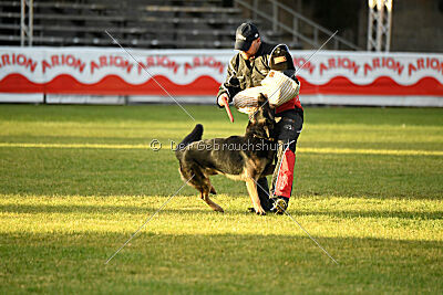 Jordan vom Kämpferherz