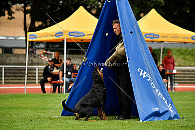Joyce aus der Bohmter Heide