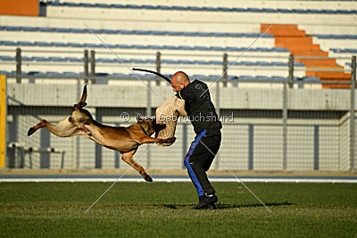 K-che-me achi du Tulipe Noir