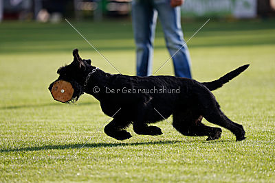 Kara Mia vom Lindelbrunn