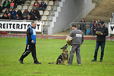 Kwaxy vom Wolfsheim