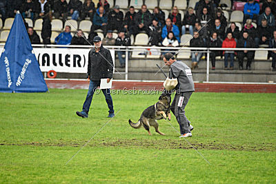 Kwaxy vom Wolfsheim
