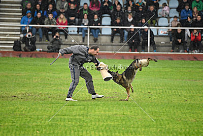 Kwaxy vom Wolfsheim