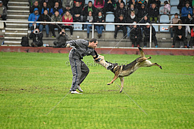 Kwaxy vom Wolfsheim