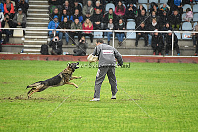 Kwaxy vom Wolfsheim