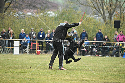 Lennox Lewis Goldest Danubius