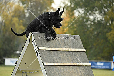 Lennox Lewis Goldest Danubius