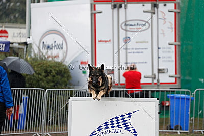 Lesko von der Sigisliebe