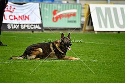 Life vom Kämpferherz