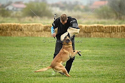 Lorckko au Paradis D'Orsy