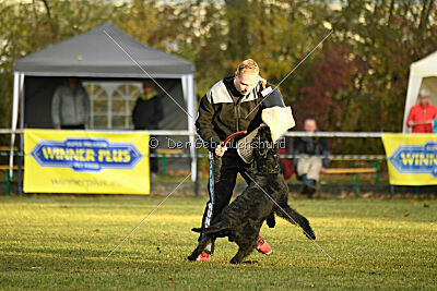 Maestro Mambo Goldest Danubius