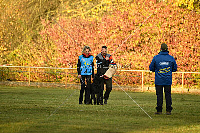 Maestro Mambo Goldest Danubius