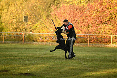 Maestro Mambo Goldest Danubius