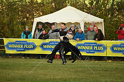 Maestro Mambo Goldest Danubius