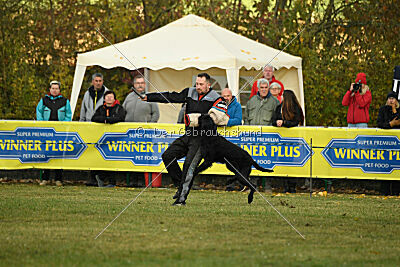 Maestro Mambo Goldest Danubius