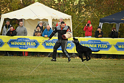 Maestro Mambo Goldest Danubius