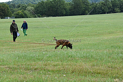 Malimaniac's Erlkönig