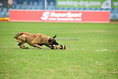 Mamba Tore's Working Dogs