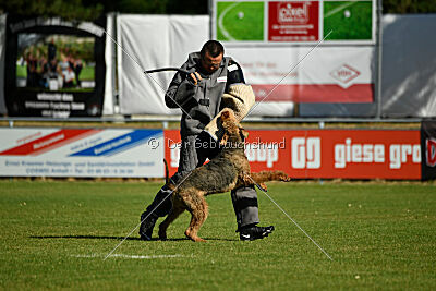 Manni-Möhre von Thekla