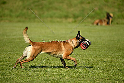 Marou vom Roten Juwel