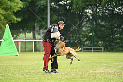Marron du Mont St.Aubert