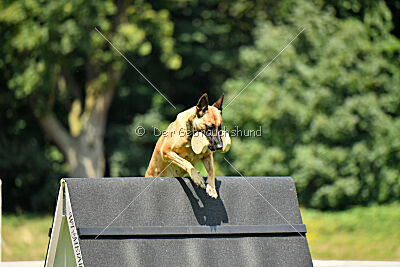 Maxi du Baudet Rouge
