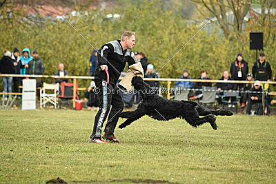 Mefisto Mio Goldest Danubius