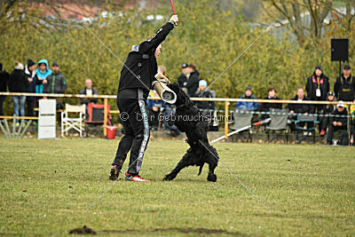 Mefisto Mio Goldest Danubius