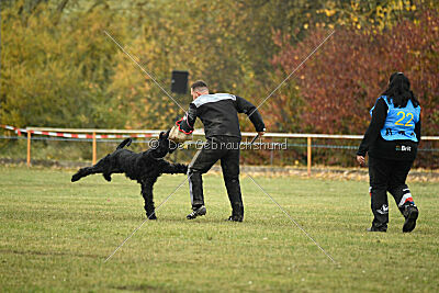 Mefisto Mio Goldest Danubius