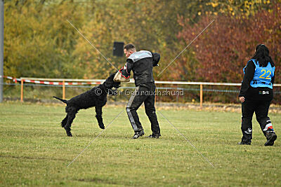 Mefisto Mio Goldest Danubius