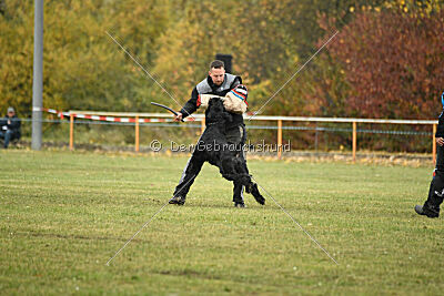 Mefisto Mio Goldest Danubius