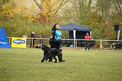 Mefisto Mio Goldest Danubius