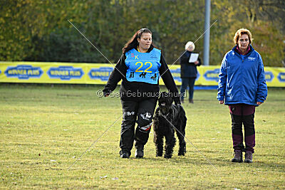 Mefisto Mio Goldest Danubius