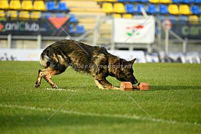 Mexx du Niclausenholz