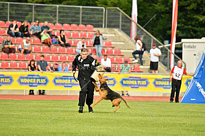 Milan Tringensteiner Schelderwald