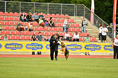 Milan Tringensteiner Schelderwald