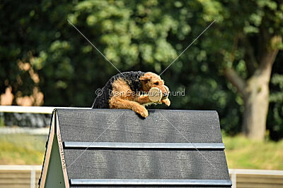 Milan Tringensteiner Schelderwald