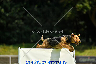 Milan Tringensteiner Schelderwald