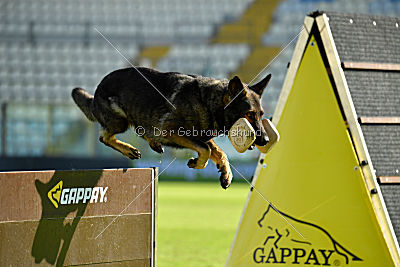 Mindy vom Ratsenheim