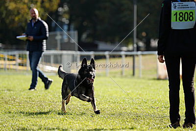 Miro von der alten Schmiede