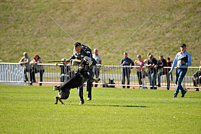 Miro von der alten Schmiede