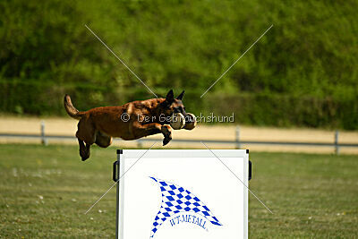 MonAmie Phoebe von den brennenden Herzen
