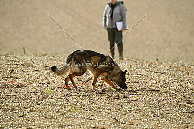 Naughty von Wolstraum