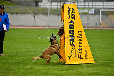 Neli Running Wild