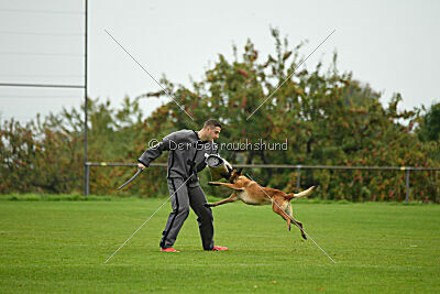 Nessi vom Zabelstein