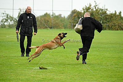 Nessi vom Zabelstein