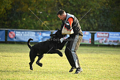 Nestor Nero Goldest Danubius