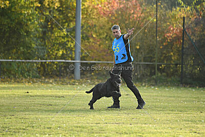 Nestor Nero Goldest Danubius