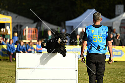 Nestor Nero Goldest Danubius