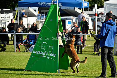 Nexor vom Brunsbeker Land